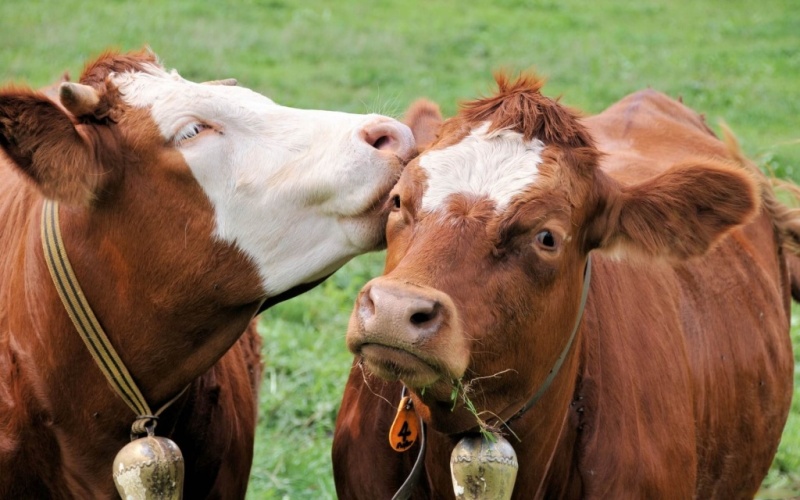 В Великобритании запустят сайт знакомств для коров