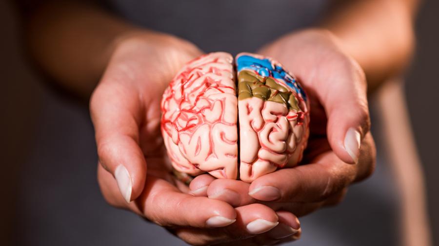 Ученые назвали способствующие уменьшению мозга привычки и болезни
