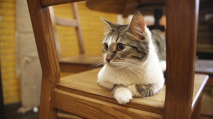 Ученые выяснили причину реакции кошек на свое имя