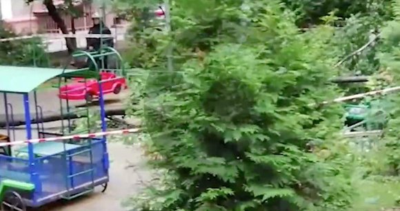 В Москве ребёнка убило деревом: СК возбудил уголовное дело