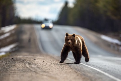 Голодные медведи перекрыли туристический маршрут на Камчатке