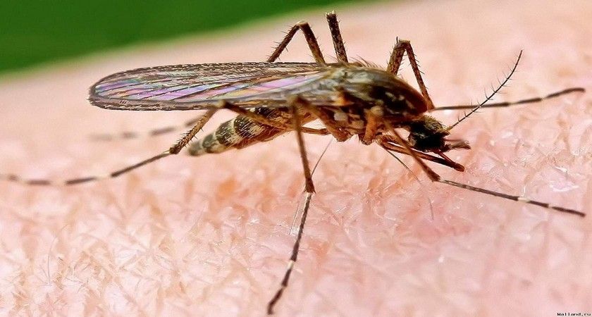Смертельные болезни: в Россию проникли тропические комары