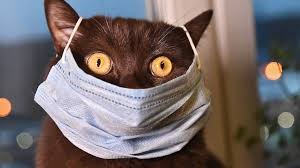 Ученые усомнились в передаче коронавируса от кошек человеку