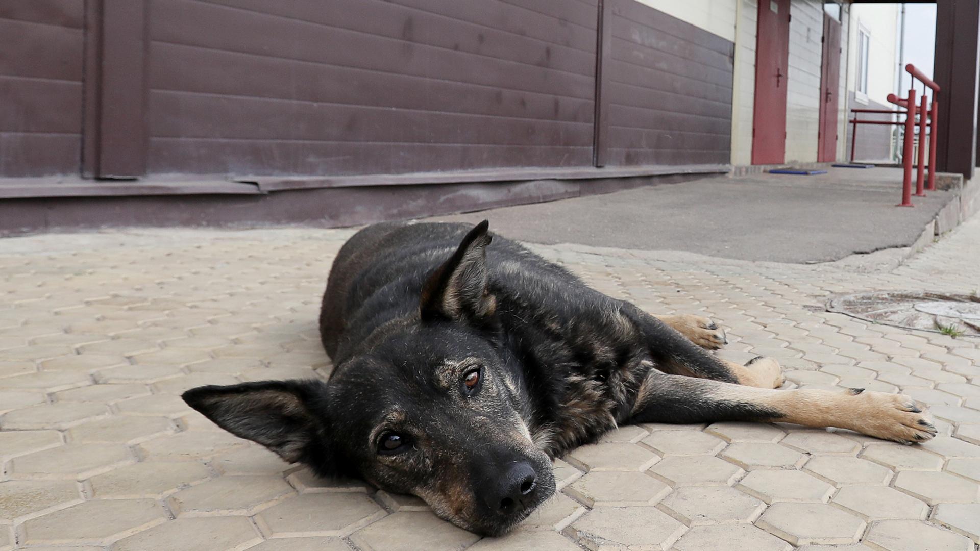 Стало известно число бездомных собак в России