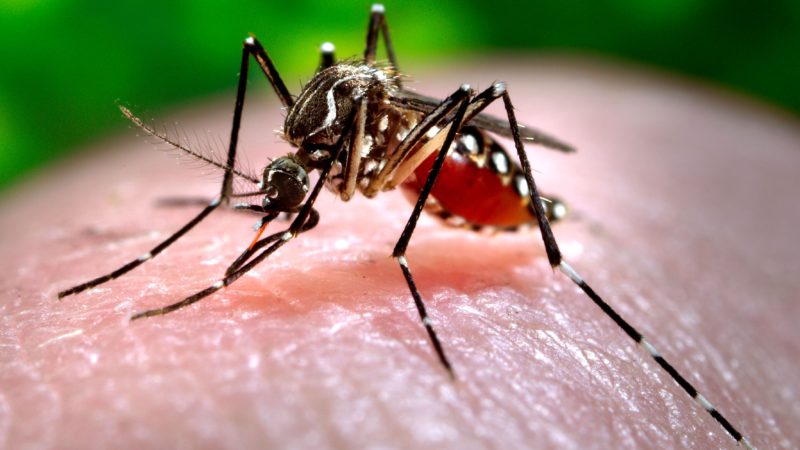 Россиян предупредили о комарах-переносчиках лихорадки Западного Нила